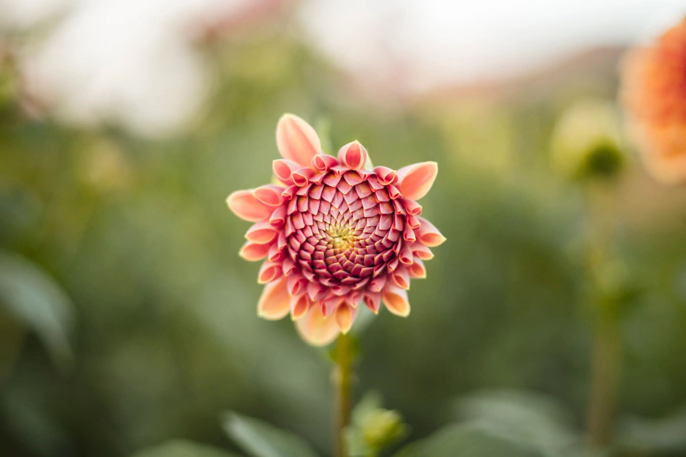 photo of Our Gallery