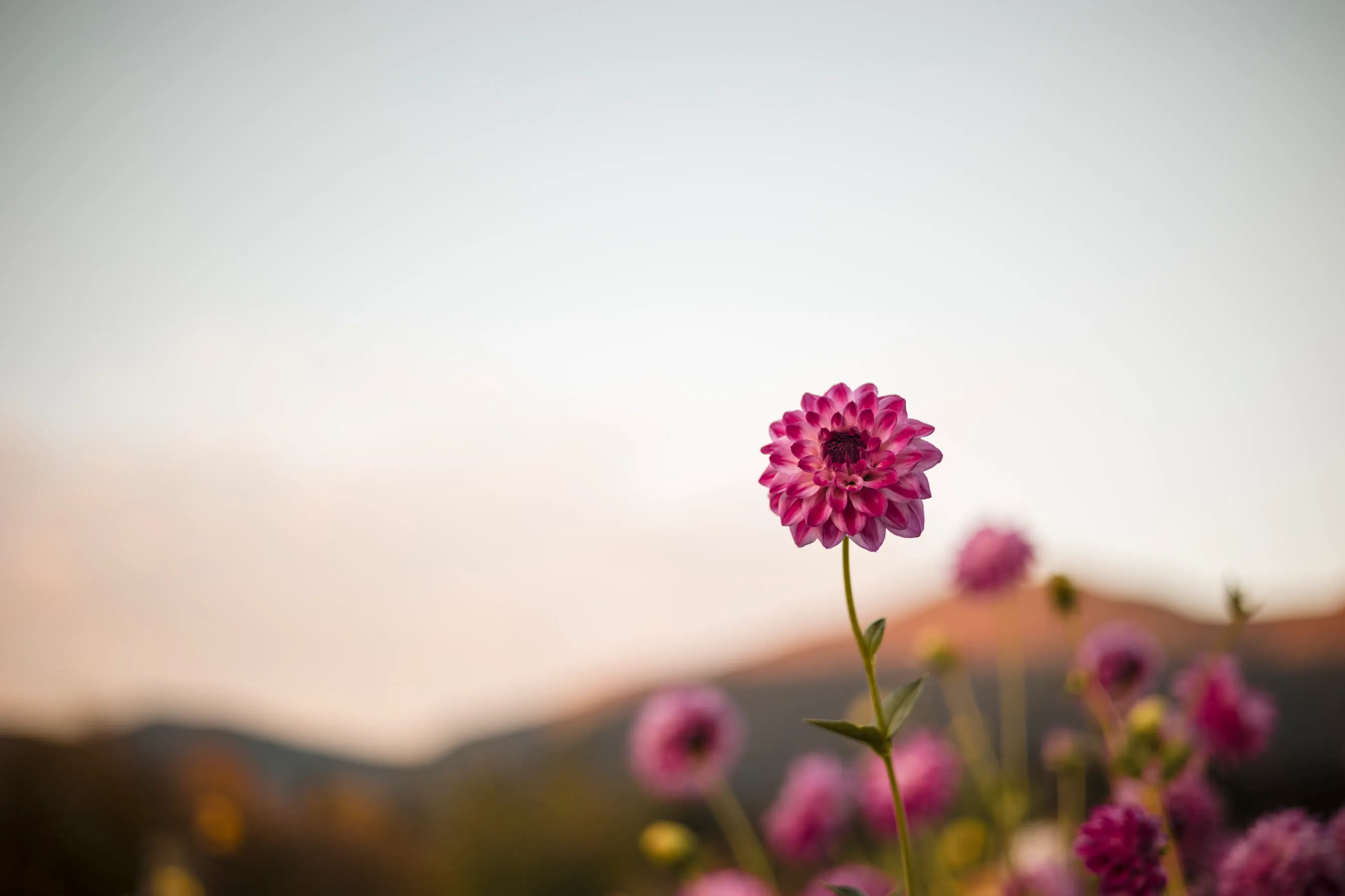 photo of Our Gallery